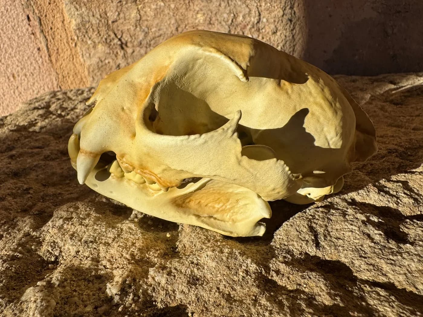 Lynx skull replicas