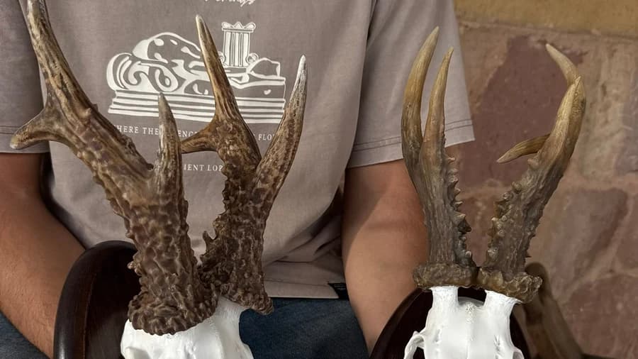 Life-size replicas of roe deer antlers on the skull