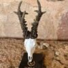 Trofeo en peana "El corzo de Cuenca" - Imagen 4