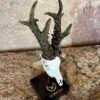 Trofeo en peana "El corzo de Cuenca" - Imagen 2