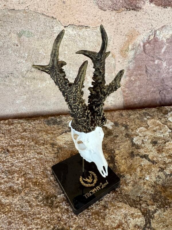 Trofeo en peana "El corzo de Cuenca" - Imagen 2