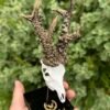 Trofeo en peana "El corzo de Cuenca" - Imagen 3
